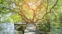 Hutan Mangrove Cilacap, Tempat Seru Berwisata dengan Keluarga-kawanonline.co.id