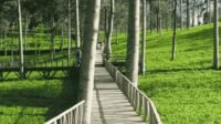 Destinasi Wisata Alam Kebun Teh Tambi Wonosobo-kawanonline.co.id