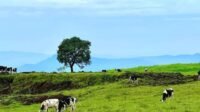Keindahan Alam Menggala Ranch Banyumas-kawanonline.co.id
