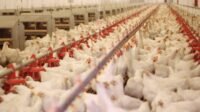 Memulai Usaha Bisnis Peternakan Ayam kawan jalan online