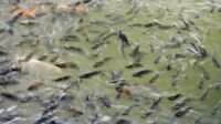usaha peternakan ikan