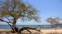 Taman Baluran Banyuwangi, Destinasi Wisata Rekomendasi untuk Kamu-kawanonline