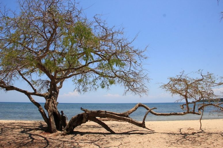 Taman Baluran Banyuwangi, Destinasi Wisata Rekomendasi untuk Kamu-kawanonline