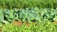 usaha pertanian sayur