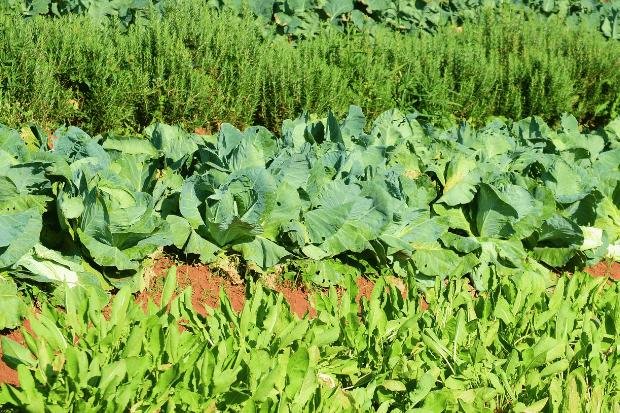 usaha pertanian sayur