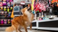 Membangun Usaha Pet Shop kawan jalan online