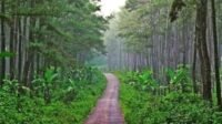 Wisata Hutan Pinus Karanggedang, Wisata Edukatif dan Menarik untuk Dikunjungi-kawanonline