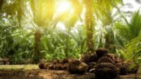 cara mengelola perkebunan sawit