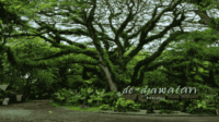 De Djawatan Wisata Alam Eksotis dengan Keindahan Hutan yang Memukau-kawanonline