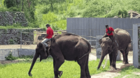 Eksplor Keindahan Taman Rekreasi Margasatwa Serulingmas Zoo-kawanonline
