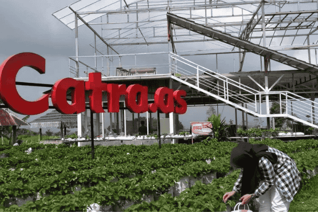 Menikmati Pesona Destinasi Baru, Catra Strawberry Wonosobo-kawanonline