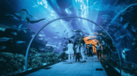 Pesona Keindahan Jakarta Aquarium & Safari-kawanonline