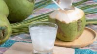usaha kelapa muda