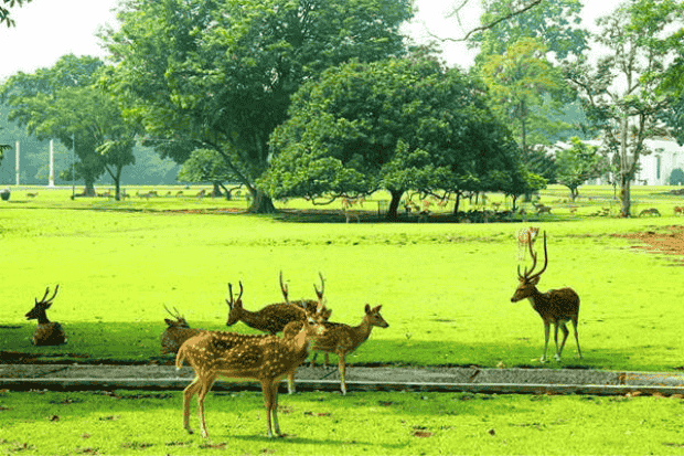 Pesona Keindahan Kebun Raya Bogor-kawanonline