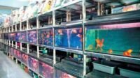 Membuka Bisnis Ikan Hias, Panduan Lengkap untuk Pemula-kawanonline