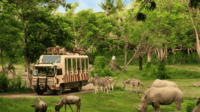 Eksplorasi Dunia Satwa dan Liburan Seru di Taman Safari-kawanonline.co.id
