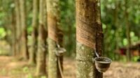 Ini Dia Cara Mengelola Bisnis Perkebunan Karet-kawanonline
