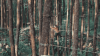 Wisata Seru di Kopeng Treetop Adventure-kawanonline.co.id