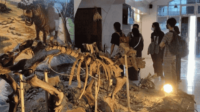 Yuk, Jelajahi Sejarah di Museum Sangiran yang Menarik!-kawanonline.co.id