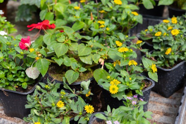 Peluang Pasar yang Terbuka Lebar