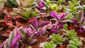 Bisnis Tanaman Hias Semakin Menjanjikan di Tengah Tren Ruang Hijau