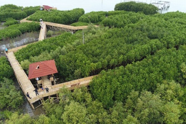 Harmoni Satwa Pesisir di Kawasan Mangrove
