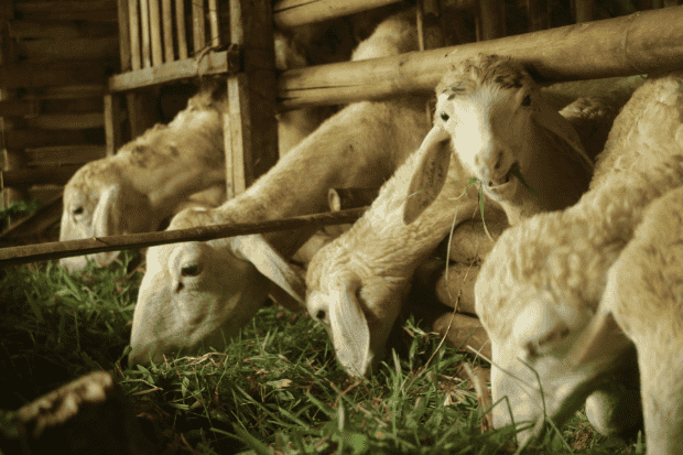 Menata Kandang dan Lingkungan yang Mendukung