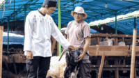 Menumbuhkan Usaha Ternak Kambing sebagai Pilar Bisnis Berkelanjutan