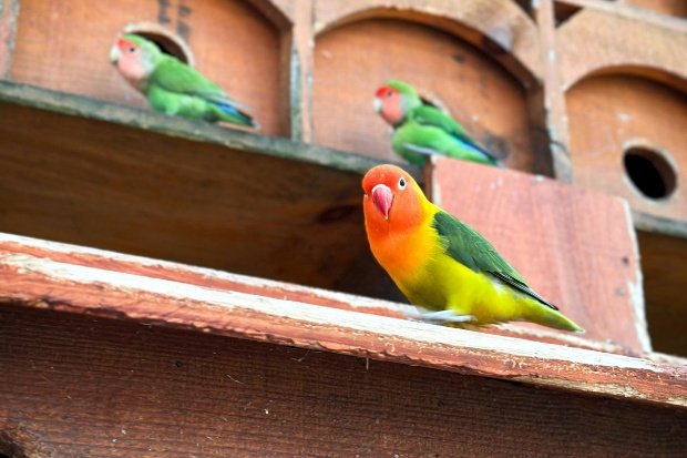 Persiapan Kandang dan Lingkungan