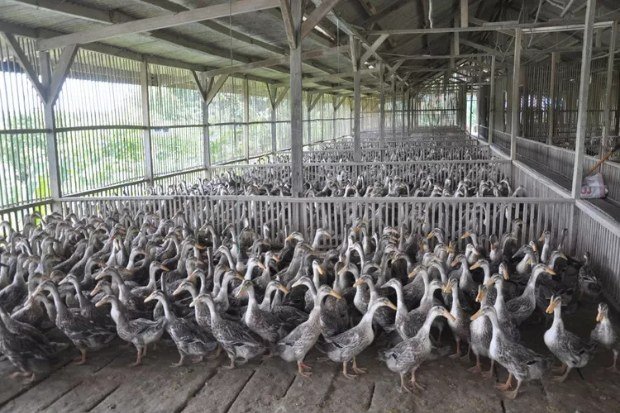 Sistem kandang dan lingkungan pemeliharaan