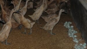 Ternak Bebek Petelur sebagai Peluang Usaha Berkelanjutan