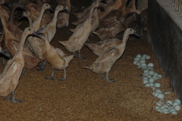 Ternak Bebek Petelur sebagai Peluang Usaha Berkelanjutan
