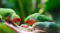 Ternak Burung Lovebird sebagai Peluang Usaha Menjanjikan