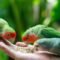 Ternak Burung Lovebird sebagai Peluang Usaha Menjanjikan