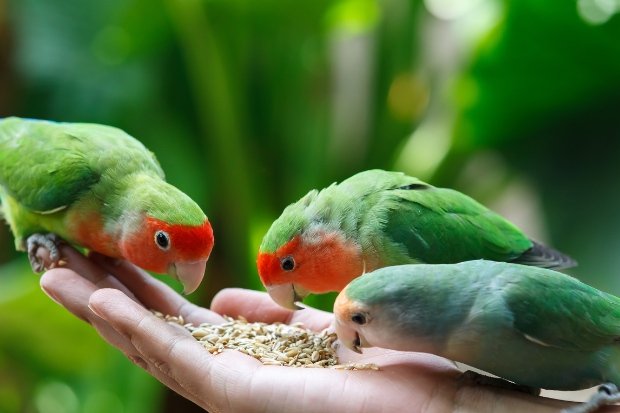 Ternak Burung Lovebird sebagai Peluang Usaha Menjanjikan