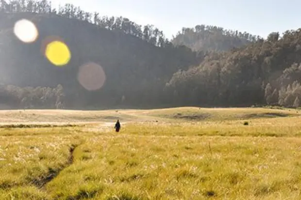 Savana Cikasur, Keindahan Sabana Luas di Lereng Argopuro yang Wajib Kamu Jelajahi