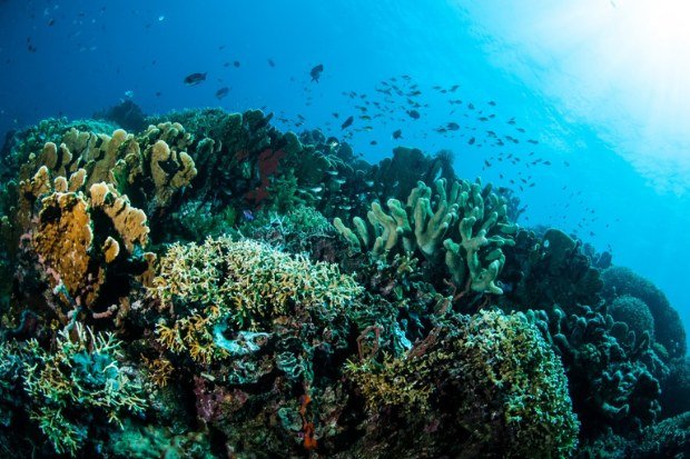 Keindahan terumbu karang dan biota laut kawan online