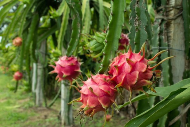 Perawatan dan Pengendalian Hama Budidaya Buah Naga