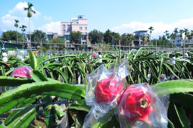 Syarat Tumbuh dan Iklim yang Mendukung untuk Budidaya Buah Naga