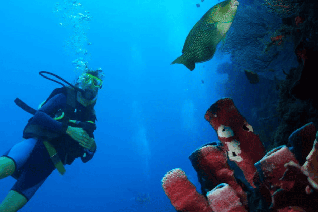 Aktivitas Seru di Pulau Menjangan Bali kawan online