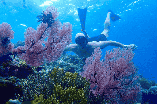 Keindahan Bawah Laut Pulau Menjangan Bali kawan online