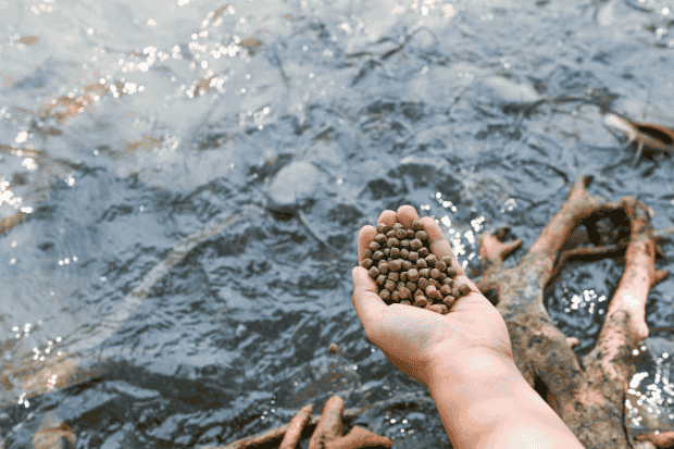 Peluang Bisnis Pakan Ikan Hias yang Terus Tumbuh dan Menguntungkan kawan online